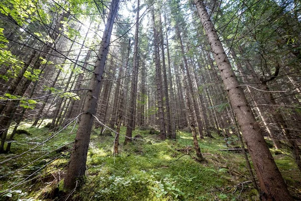 Ukrayna Karpatlarının Dağ Ormanı.