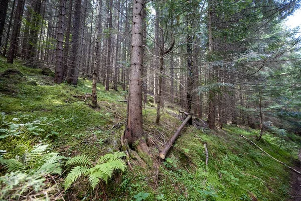 Ukrayna Karpatlarının Dağ Ormanı.