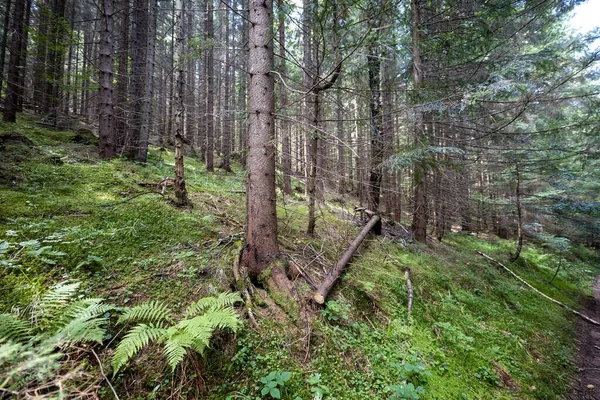 Ukrayna Karpatlarının Dağ Ormanı.