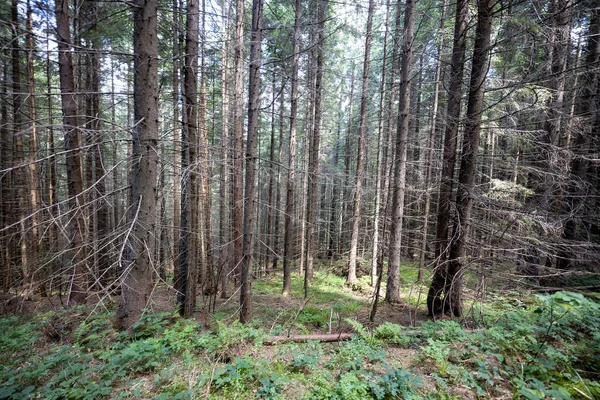 Ukrayna Karpatlarının Dağ Ormanı.