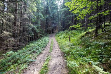 Bir yaz günü Ukrayna Karpatları 'nda toprak dağ yolu.