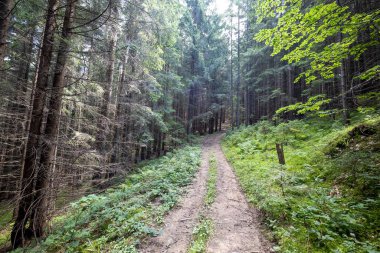 Bir yaz günü Ukrayna Karpatları 'nda toprak dağ yolu.