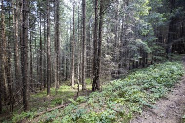 Ukrayna Karpatlarının Dağ Ormanı.