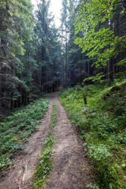 Bir yaz günü Ukrayna Karpatları 'nda toprak dağ yolu.