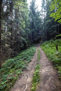 Bir yaz günü Ukrayna Karpatları 'nda toprak dağ yolu.