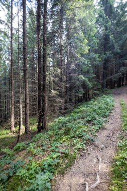 Bir yaz günü Ukrayna Karpatları 'nda toprak dağ yolu.