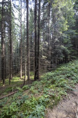 Ukrayna Karpatlarının Dağ Ormanı.