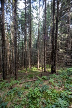Ukrayna Karpatlarının Dağ Ormanı.