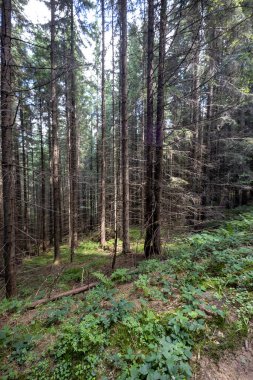 Ukrayna Karpatlarının Dağ Ormanı.