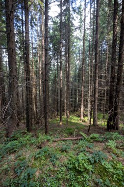 Ukrayna Karpatlarının Dağ Ormanı.