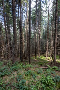 Ukrayna Karpatlarının Dağ Ormanı.