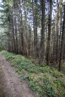 Ukrayna Karpatlarının Dağ Ormanı.