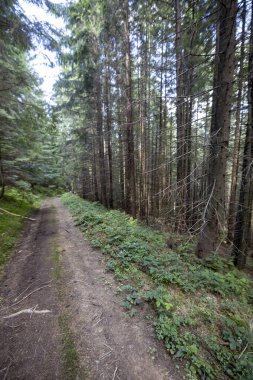 Bir yaz günü Ukrayna Karpatları 'nda toprak dağ yolu.