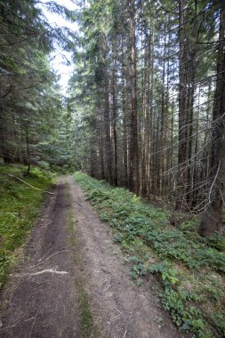 Bir yaz günü Ukrayna Karpatları 'nda toprak dağ yolu.