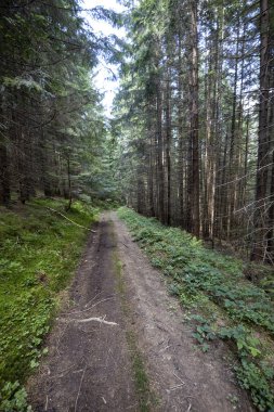 Bir yaz günü Ukrayna Karpatları 'nda toprak dağ yolu.