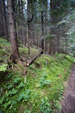 Ukrayna Karpatlarının Dağ Ormanı.