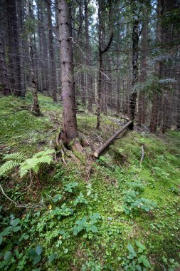 Ukrayna Karpatlarının Dağ Ormanı.