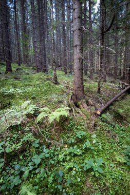 Ukrayna Karpatlarının Dağ Ormanı.