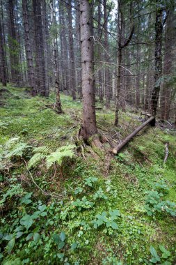 Ukrayna Karpatlarının Dağ Ormanı.