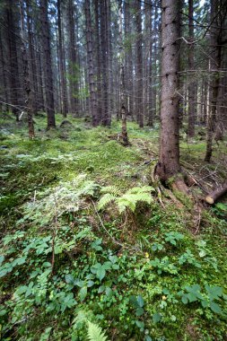 Ukrayna Karpatlarının Dağ Ormanı.