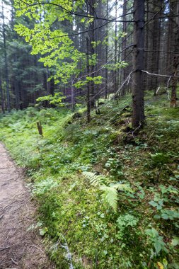 Ukrayna Karpatlarının Dağ Ormanı.