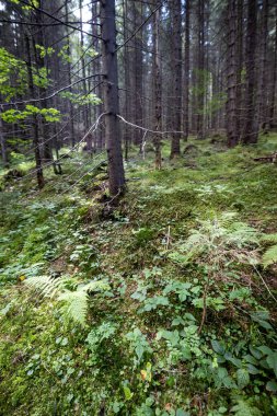 Ukrayna Karpatlarının Dağ Ormanı.