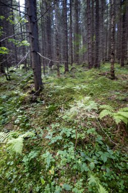Ukrayna Karpatlarının Dağ Ormanı.