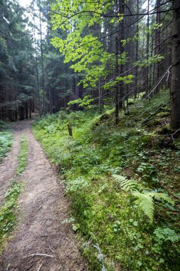 Ukrayna Karpatlarının Dağ Ormanı.
