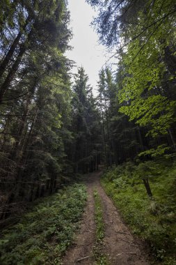 Bir yaz günü Ukrayna Karpatları 'nda toprak dağ yolu.