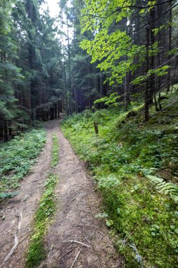 Bir yaz günü Ukrayna Karpatları 'nda toprak dağ yolu.