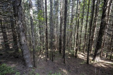 Ukrayna Karpatlarının Dağ Ormanı.