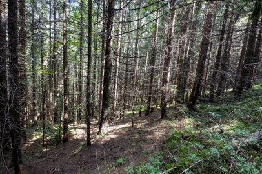 Ukrayna Karpatlarının Dağ Ormanı.