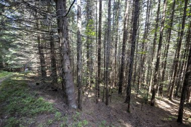 Ukrayna Karpatlarının Dağ Ormanı.