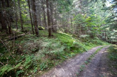 Bir yaz günü Ukrayna Karpatları 'nda toprak dağ yolu.