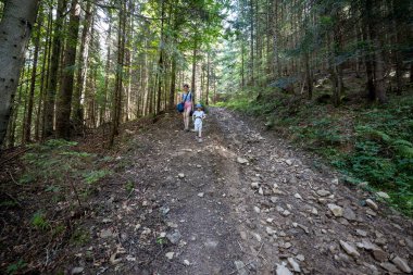 Ukrayna Karpatlarının Dağ Ormanı.
