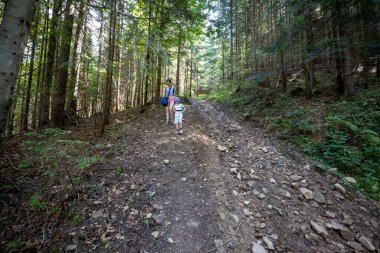 Ukrayna Karpatlarının Dağ Ormanı.