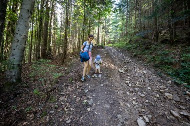 Ukrayna Karpatlarının Dağ Ormanı.