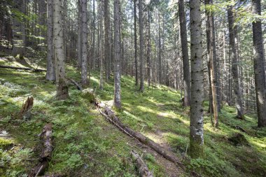 Ukrayna Karpatlarının Dağ Ormanı.