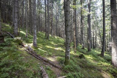 Ukrayna Karpatlarının Dağ Ormanı.