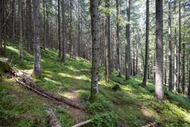 Ukrayna Karpatlarının Dağ Ormanı.
