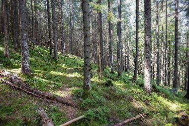 Ukrayna Karpatlarının Dağ Ormanı.