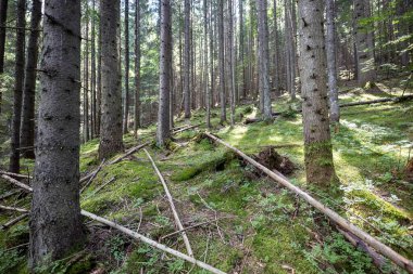 Ukrayna Karpatlarının Dağ Ormanı.