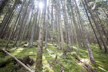 Ukrayna Karpatlarının Dağ Ormanı.