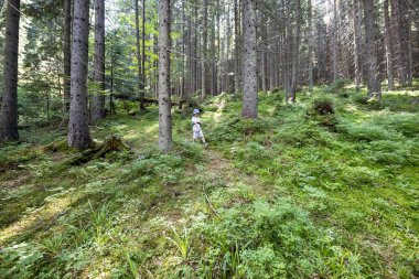 Ukrayna Karpatlarının Dağ Ormanı.
