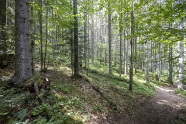 Ukrayna Karpatlarının Dağ Ormanı.