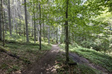 Ukrayna Karpatlarının Dağ Ormanı.