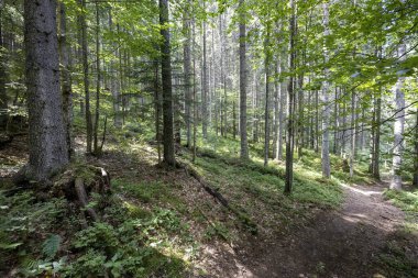 Ukrayna Karpatlarının Dağ Ormanı.