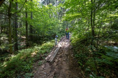 Ukrayna Karpatlarının Dağ Ormanı.