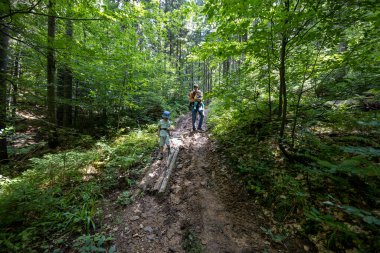 Ukrayna Karpatlarının Dağ Ormanı.