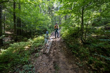 Ukrayna Karpatlarının Dağ Ormanı.